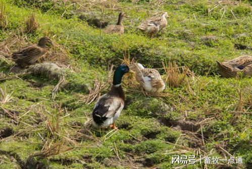 肉鴨場區與外界隔離及農副產品銷售策略